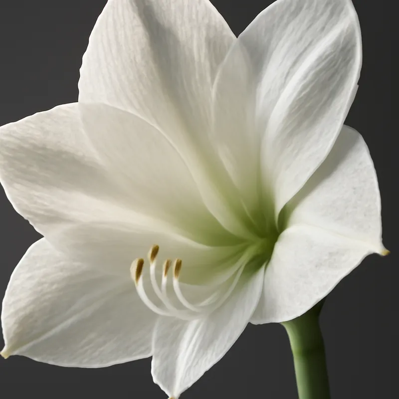 Amarylis – biały – zdjęcie 2