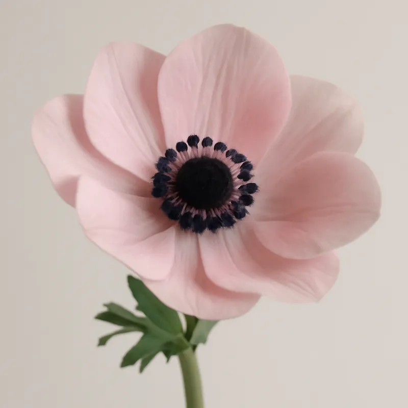 Anemon – różowy