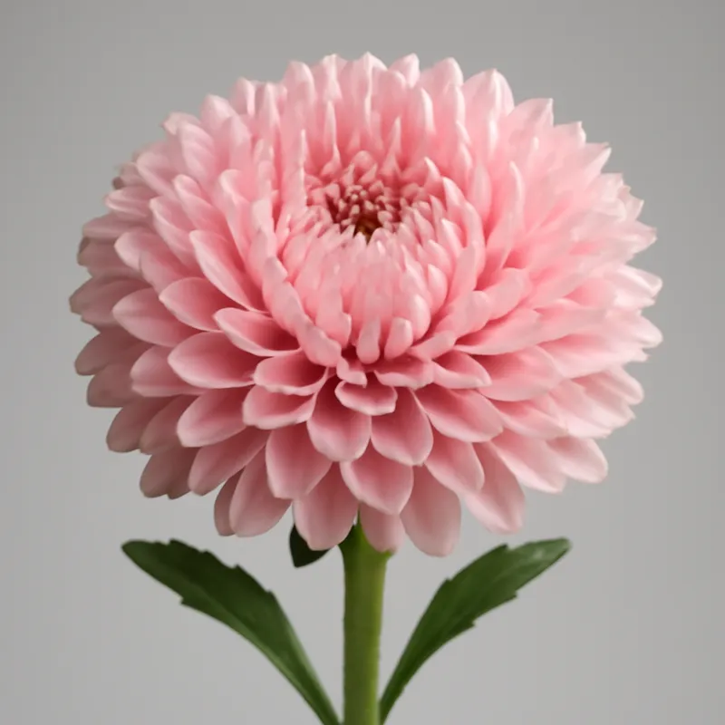 Aster chiński – różowy