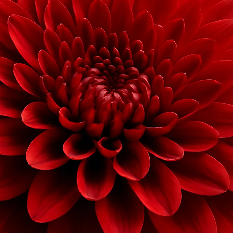 Aster – czerwony – zdjęcie 2