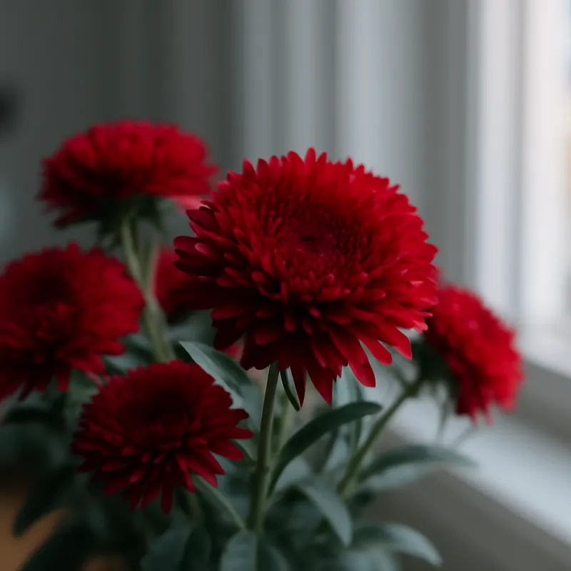 Aster – czerwony – zdjęcie 3