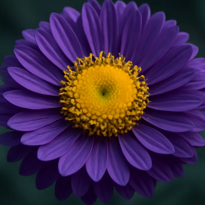 Aster – klasyczny – zdjęcie 2