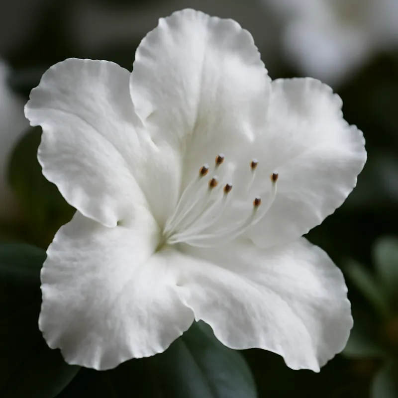 Azalia – biała – zdjęcie 2