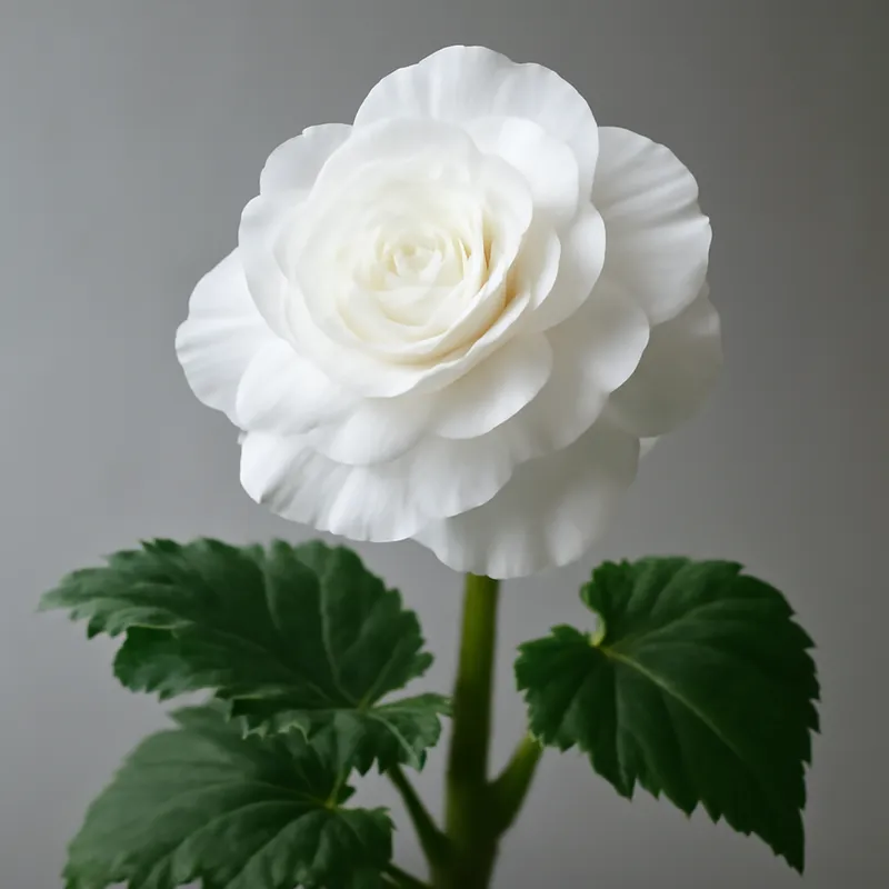 Begonia – biała