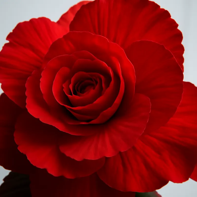 Begonia – czerwona – zdjęcie 2