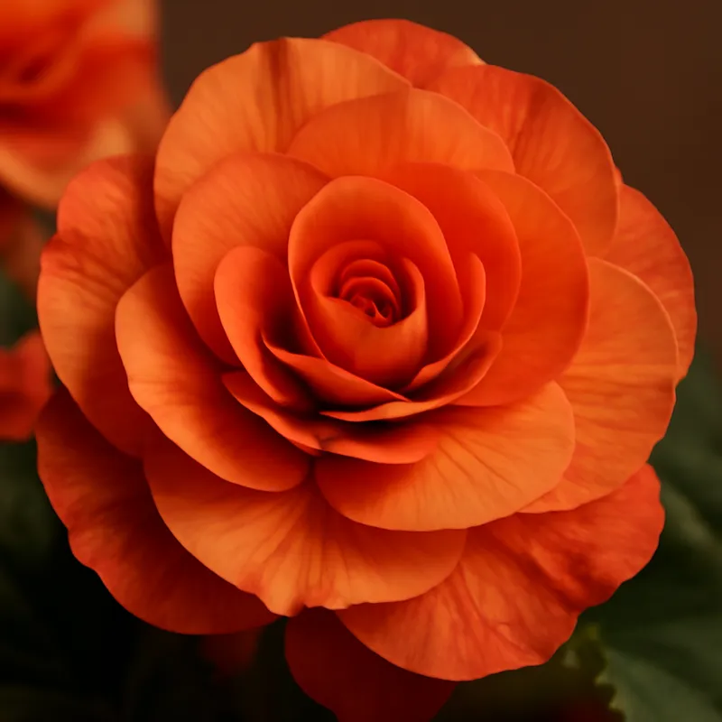 Begonia – klasyczna – zdjęcie 2