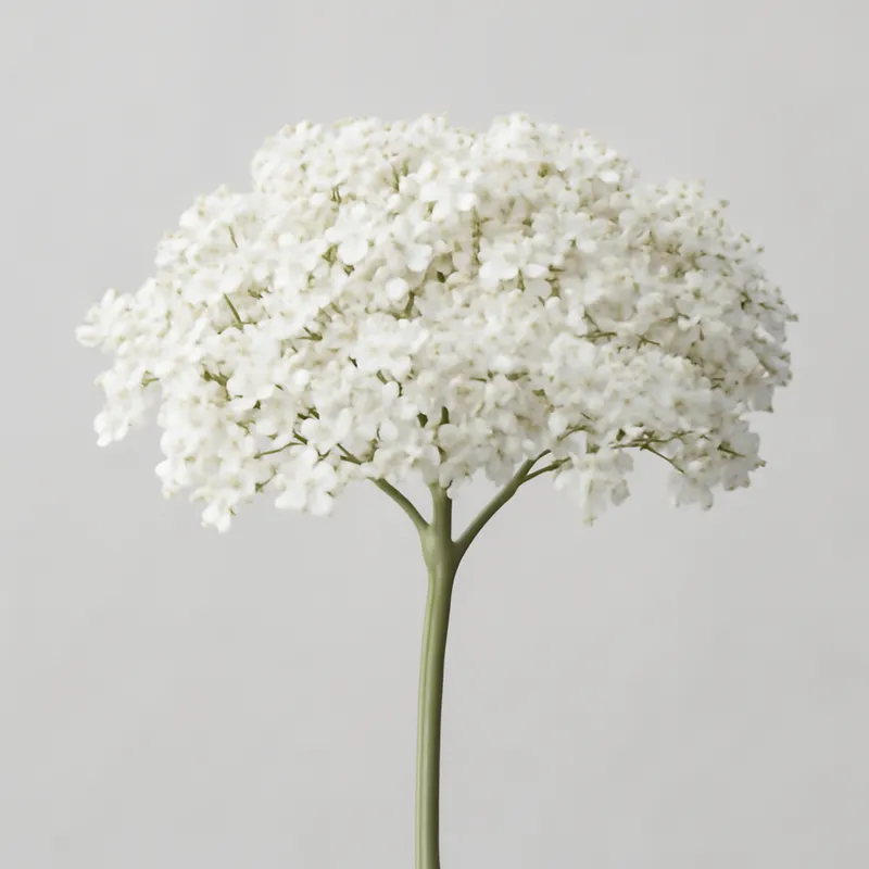 Bez czarny – biały