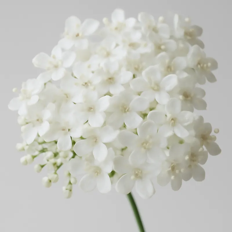 Bez czarny – biały – zdjęcie 2