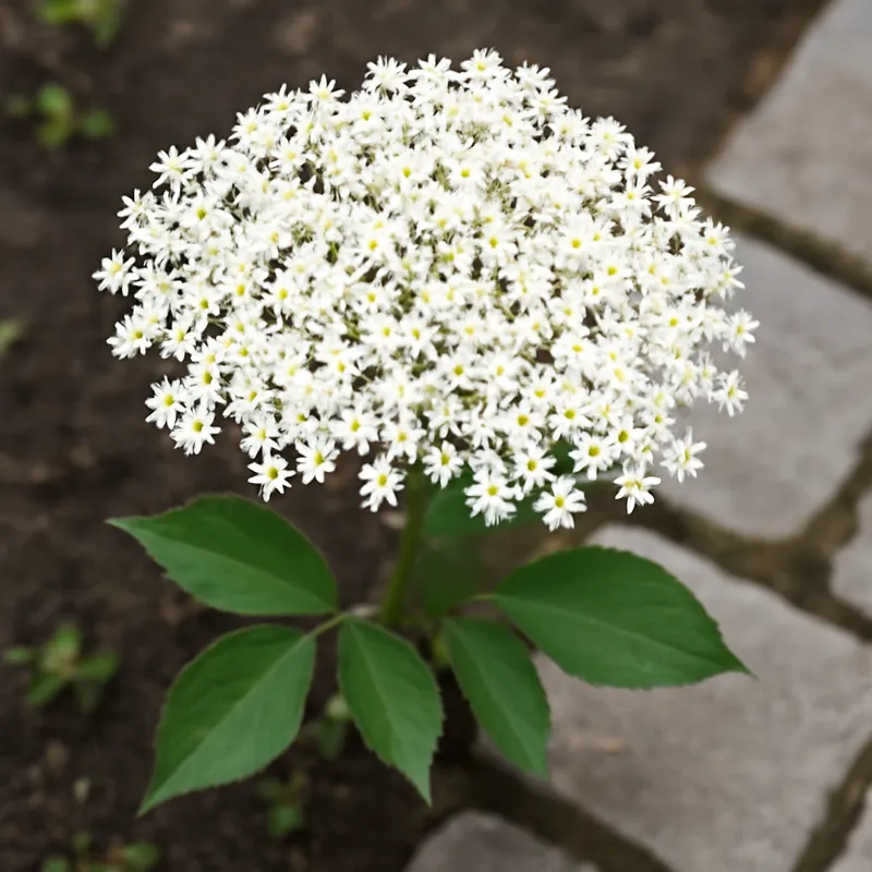 Bez czarny – biały – zdjęcie 4