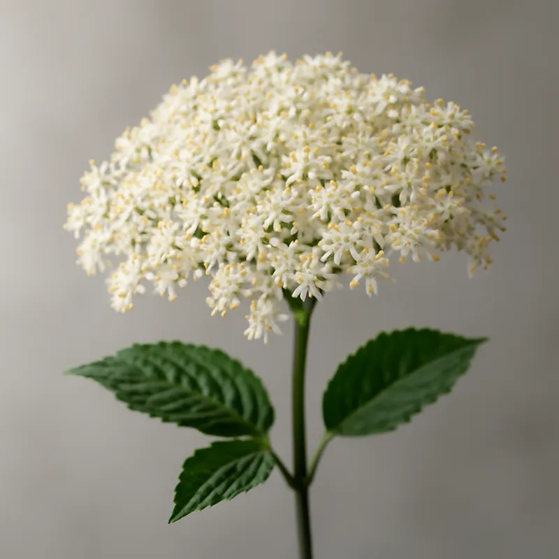 Bez czarny – klasyczny