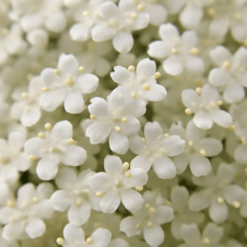 Bez czarny – klasyczny – zdjęcie 2