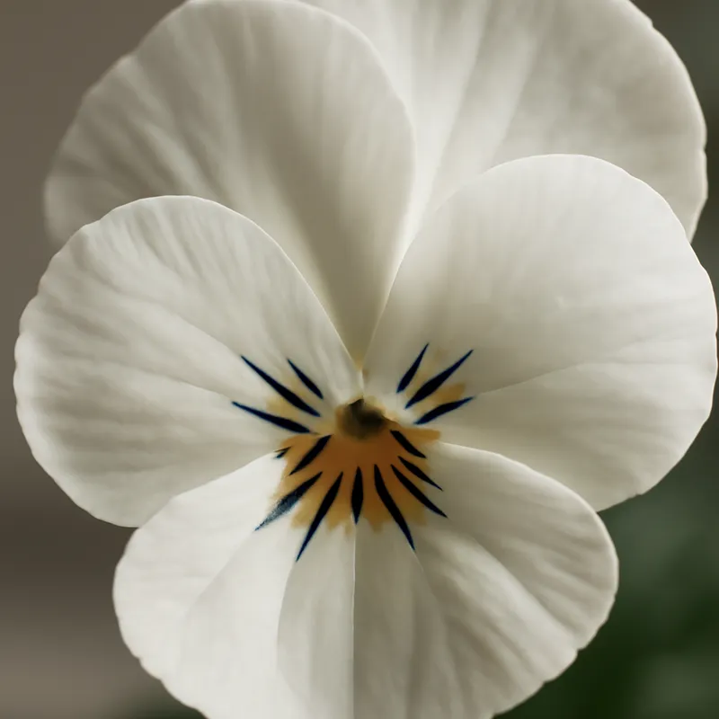 Bratek – biały – zdjęcie 2