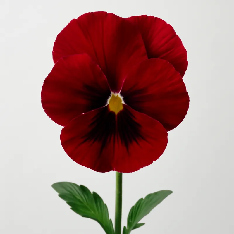 Bratek – czerwony – zdjęcie 1