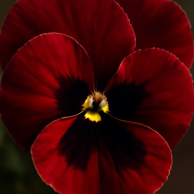 Bratek – czerwony – zdjęcie 2