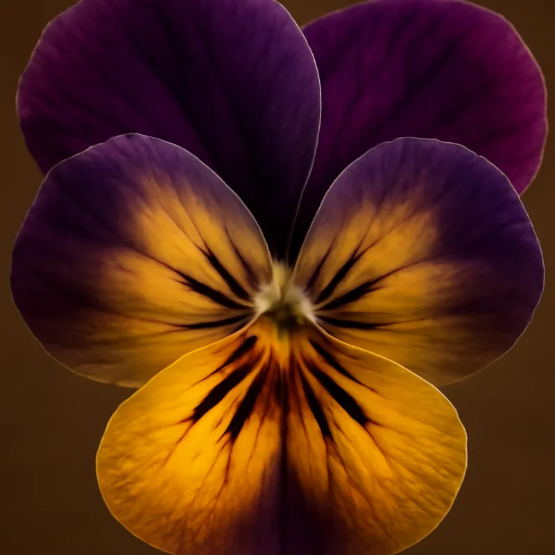 Bratek – klasyczny – zdjęcie 2