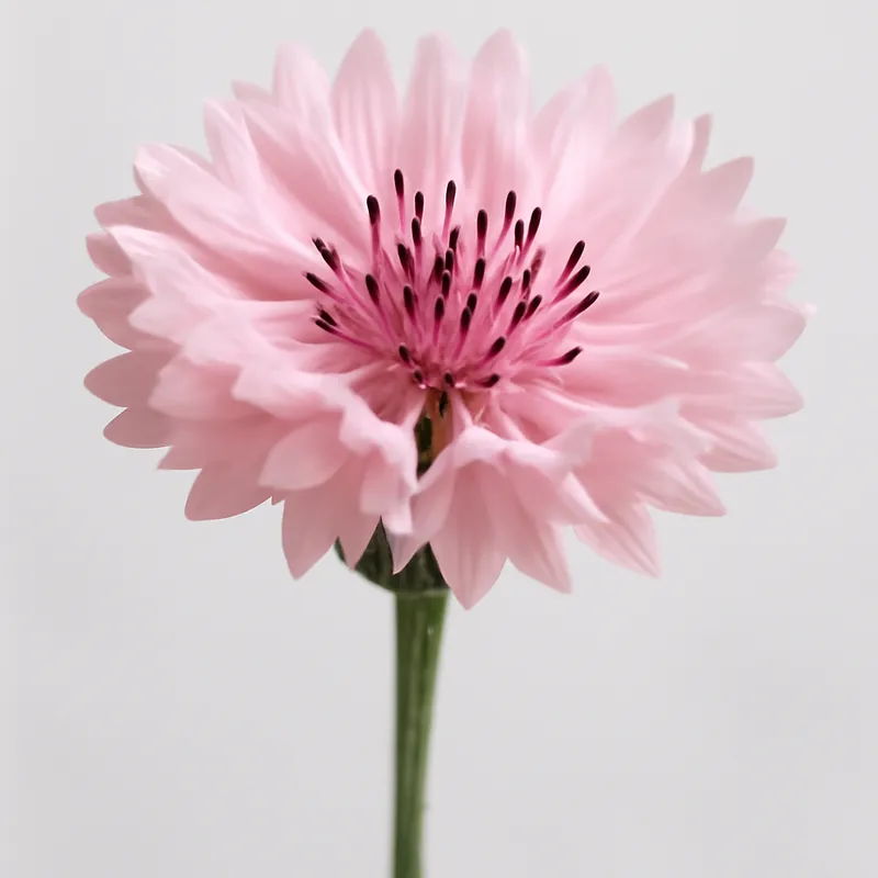 Chaber – różowy – zdjęcie 1