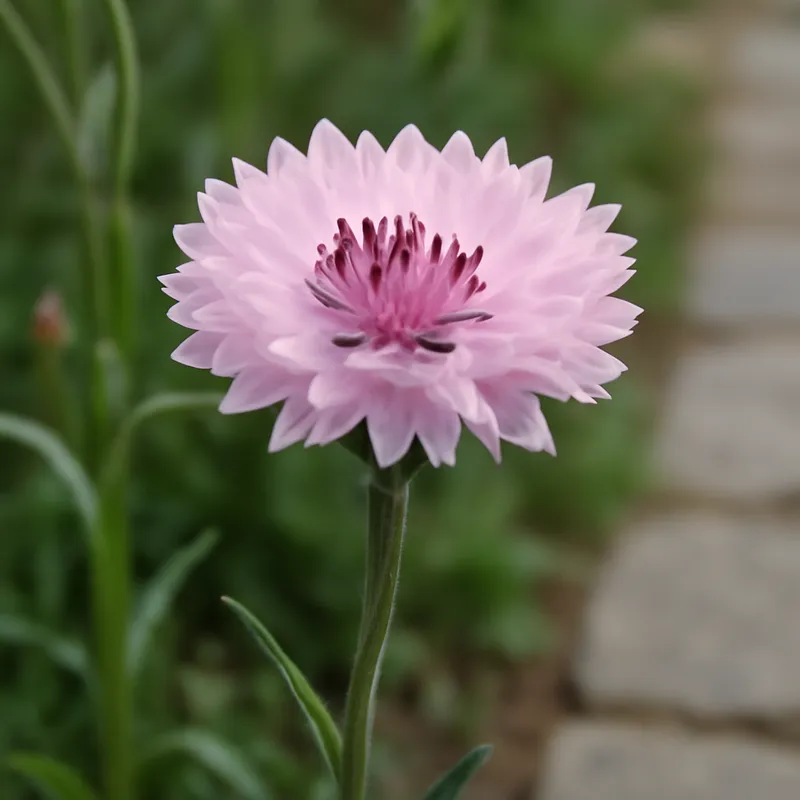 Chaber – różowy – zdjęcie 4