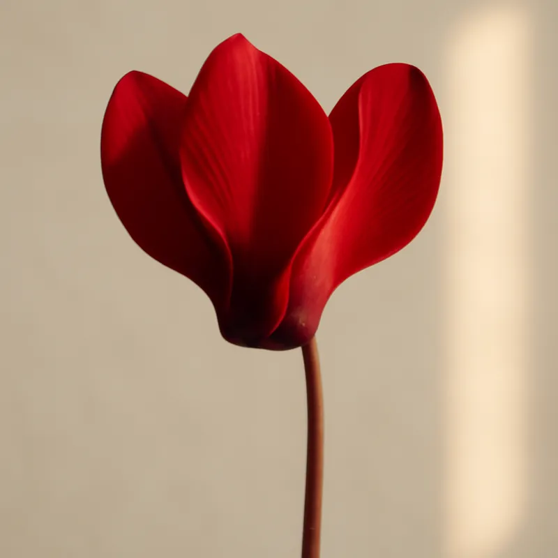 Cyklamen – czerwony