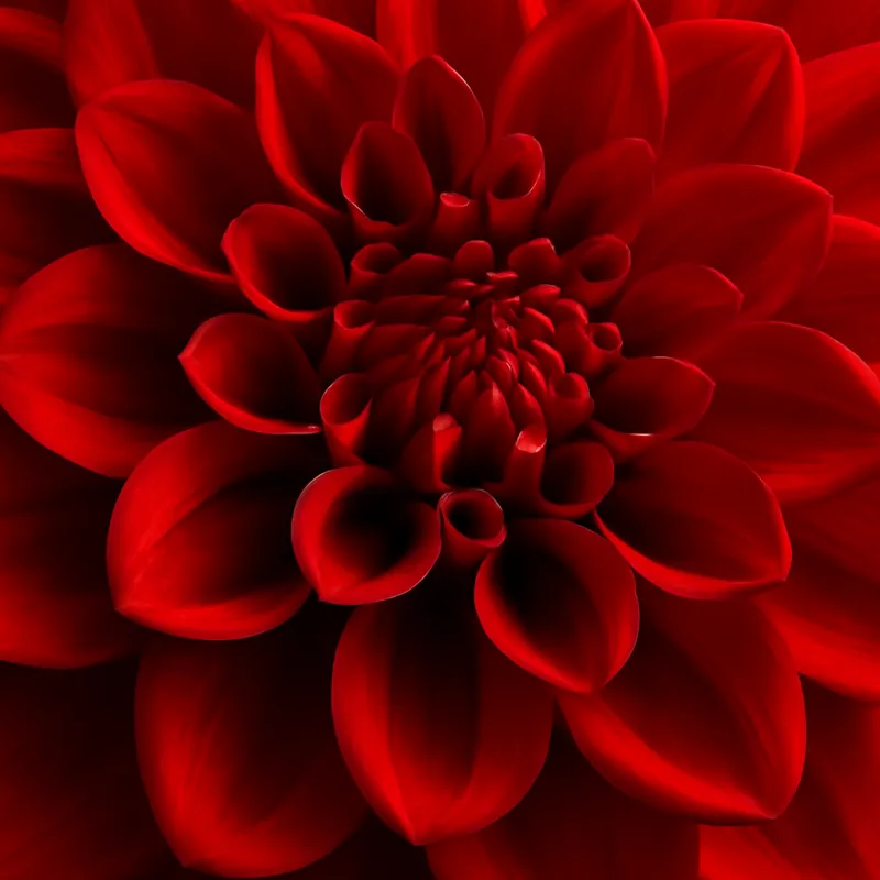 Dalia – czerwona – zdjęcie 2