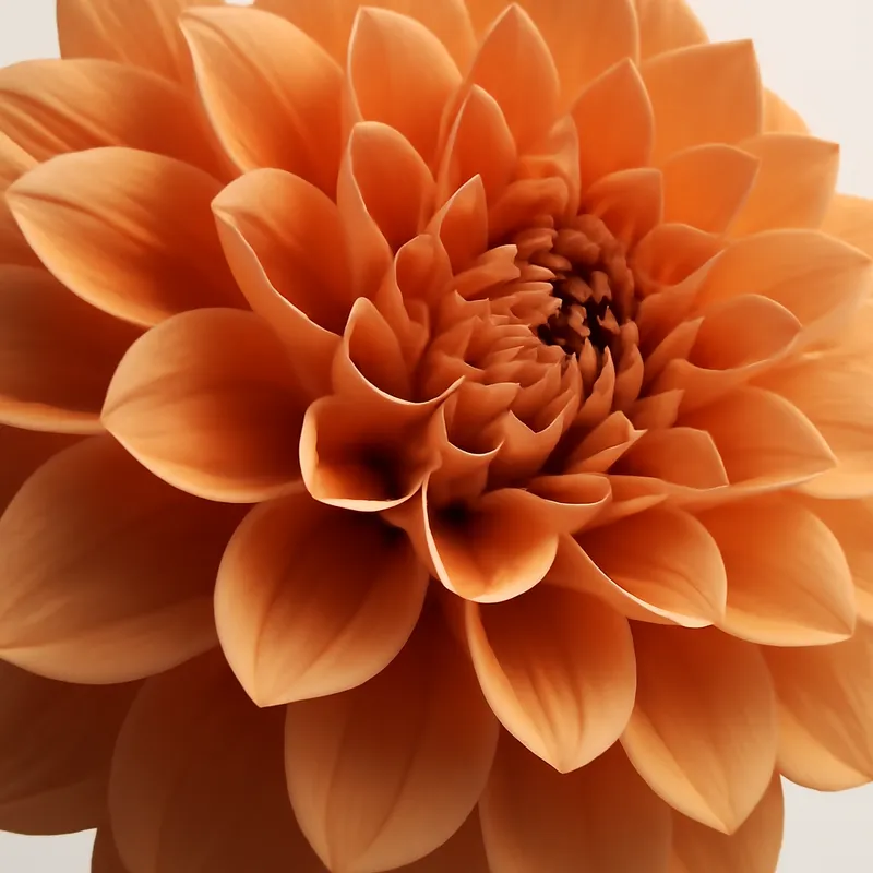 Dalia – klasyczna – zdjęcie 2