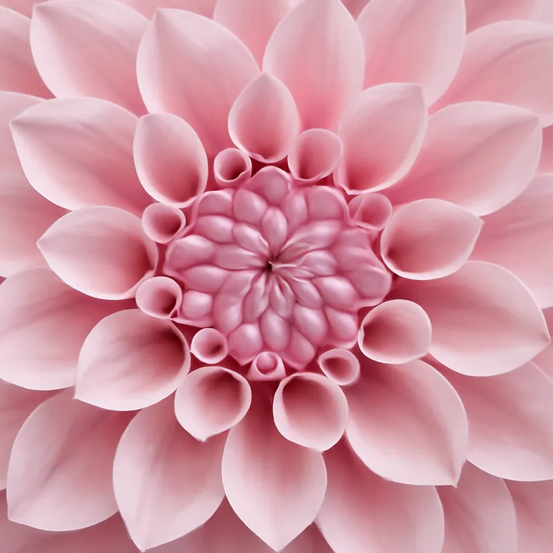 Dalia – różowa – zdjęcie 2