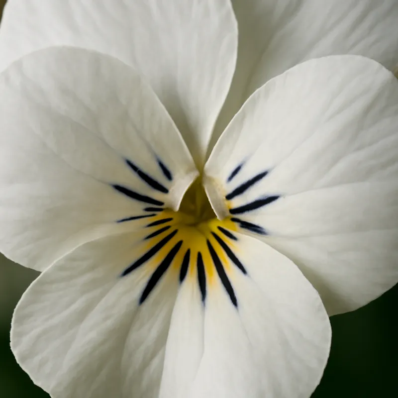 Fiołek – biały – zdjęcie 2