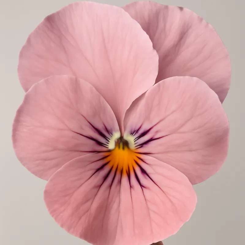 Fiołek – różowy – zdjęcie 2