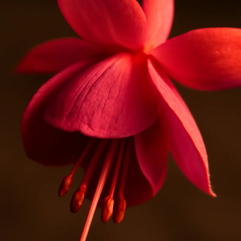 Fuksja – klasyczna – zdjęcie 2