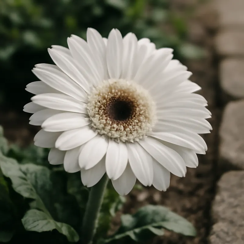 Gerbera – biała – zdjęcie 4