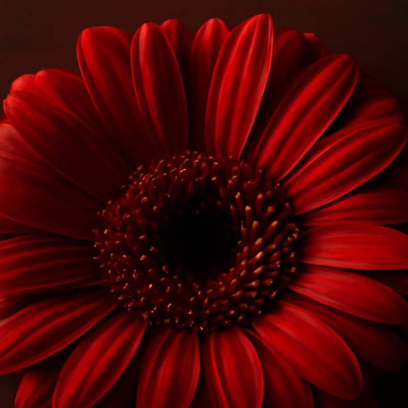 Gerbera – czerwona – zdjęcie 2