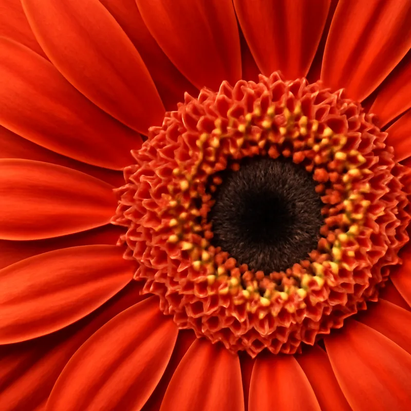 Gerbera – klasyczna – zdjęcie 2