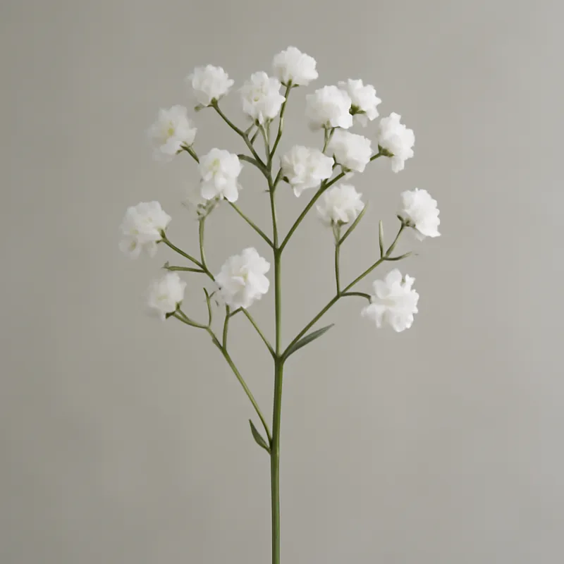 Gipsówka – biała