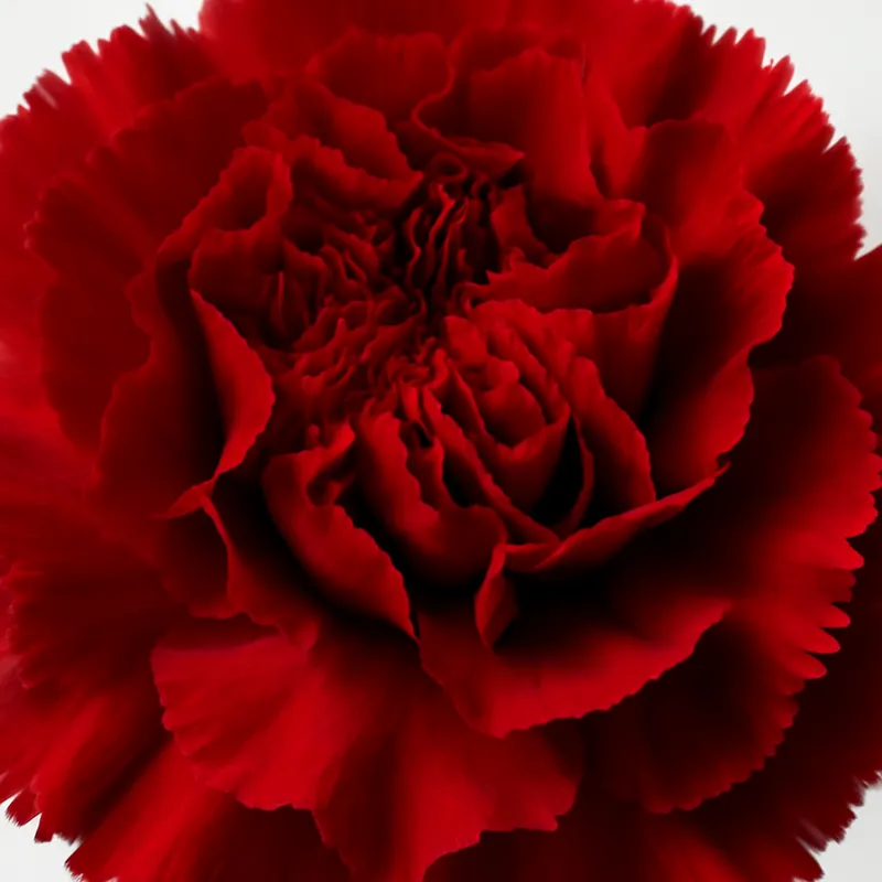 Goździk – czerwony – zdjęcie 2