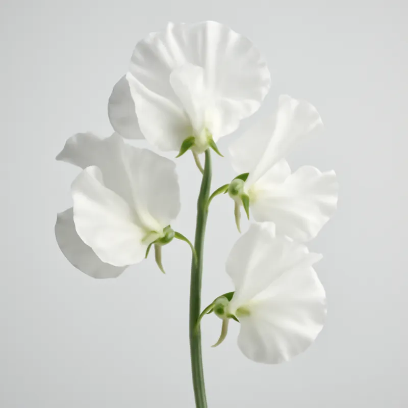 Groszek pachnący – biały – zdjęcie 1