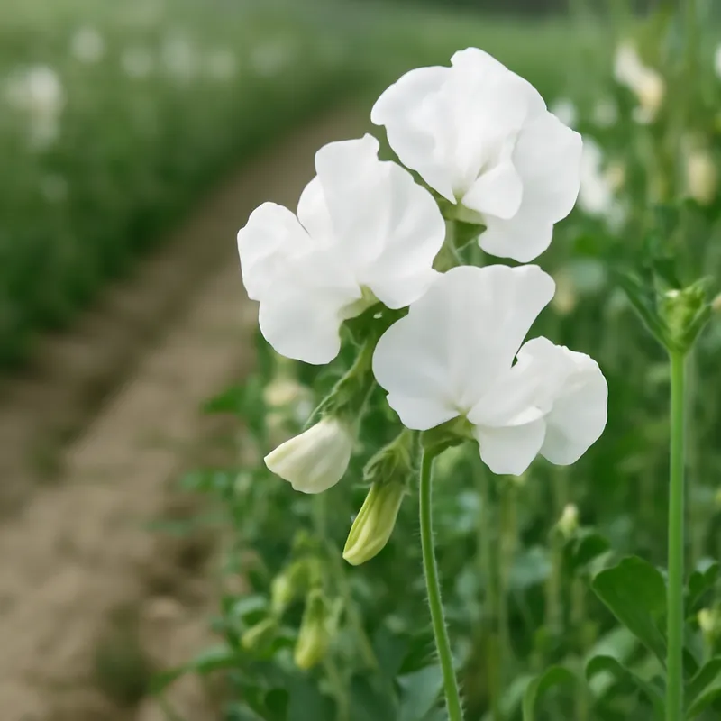 Groszek pachnący – biały – zdjęcie 4