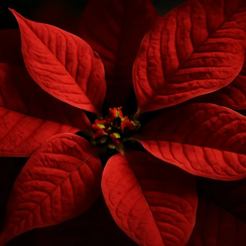 Gwiazda betlejemska – czerwona – zdjęcie 2