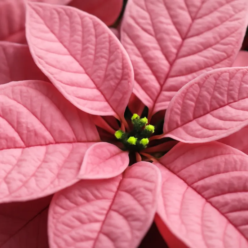 Gwiazda betlejemska – różowa – zdjęcie 2