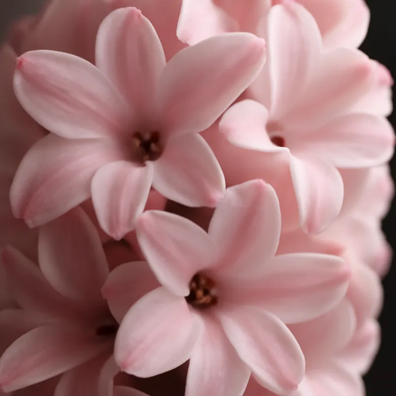 Hiacynt – różowy – zdjęcie 2