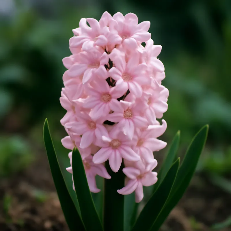 Hiacynt – różowy – zdjęcie 4