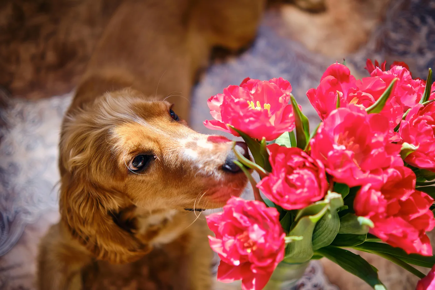 Golden retriever ciekawie wąchający bukiet czerwonych tulipanów wewnątrz, tulipany mogą powodować dolegliwości żołądkowe u psów