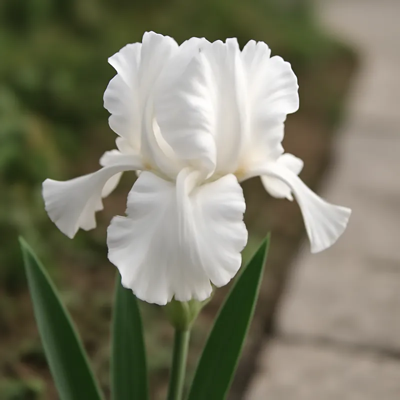 Irys – biały – zdjęcie 4