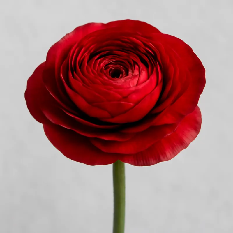 Jaskier – czerwony