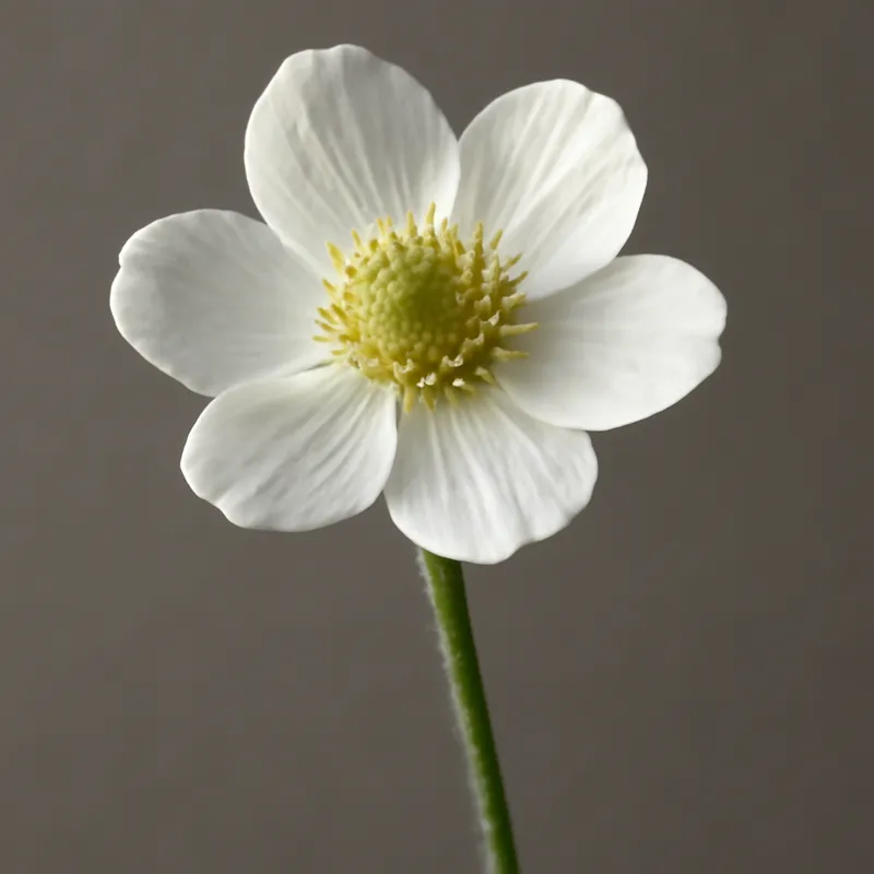 Jaskier złoty – biały