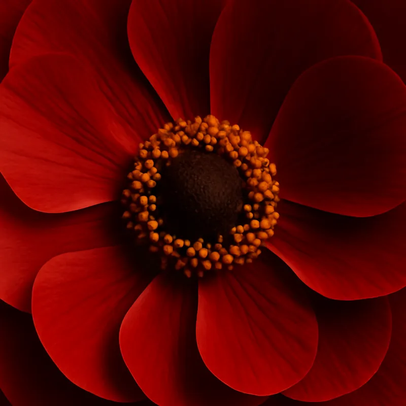 Jaskier złoty – czerwony – zdjęcie 2