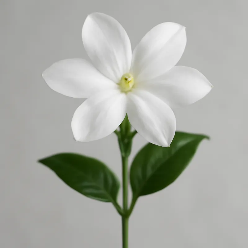 Jaśmin – klasyczny