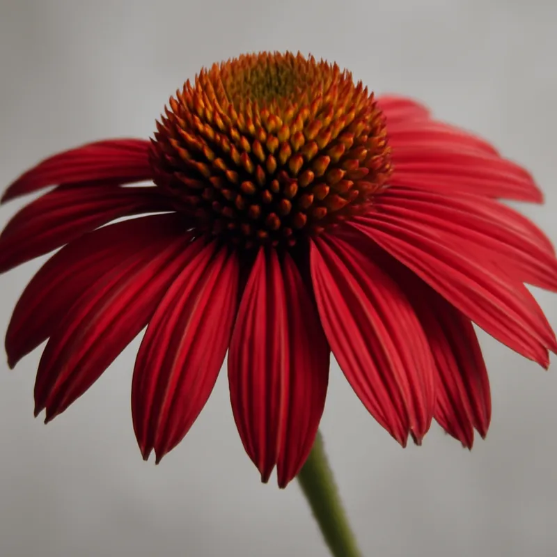 Jeżówka – biała