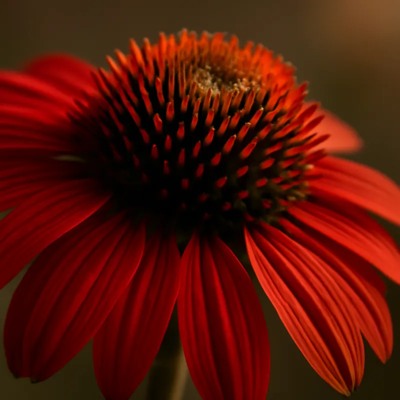 Jeżówka – biała – zdjęcie 2