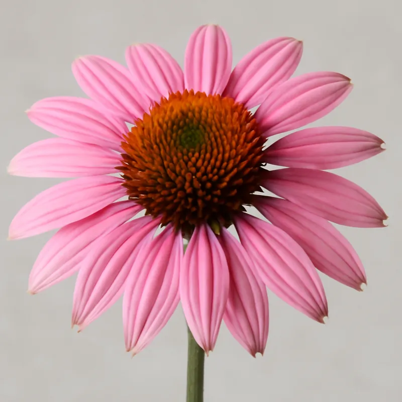 Jeżówka – różowa