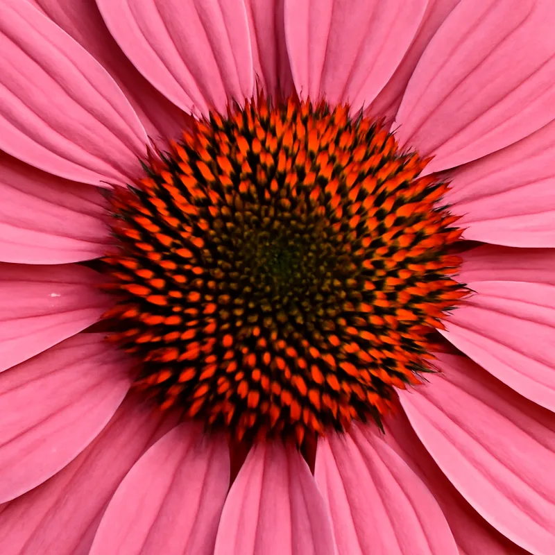 Jeżówka – różowa – zdjęcie 2