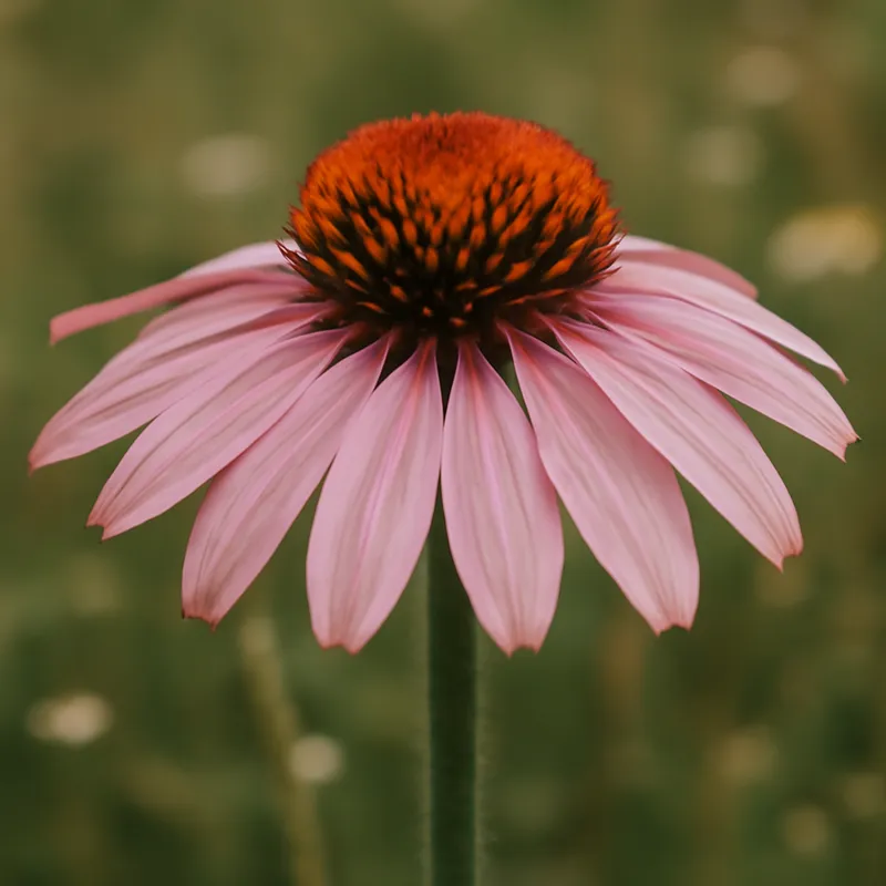 Jeżówka – różowa – zdjęcie 4